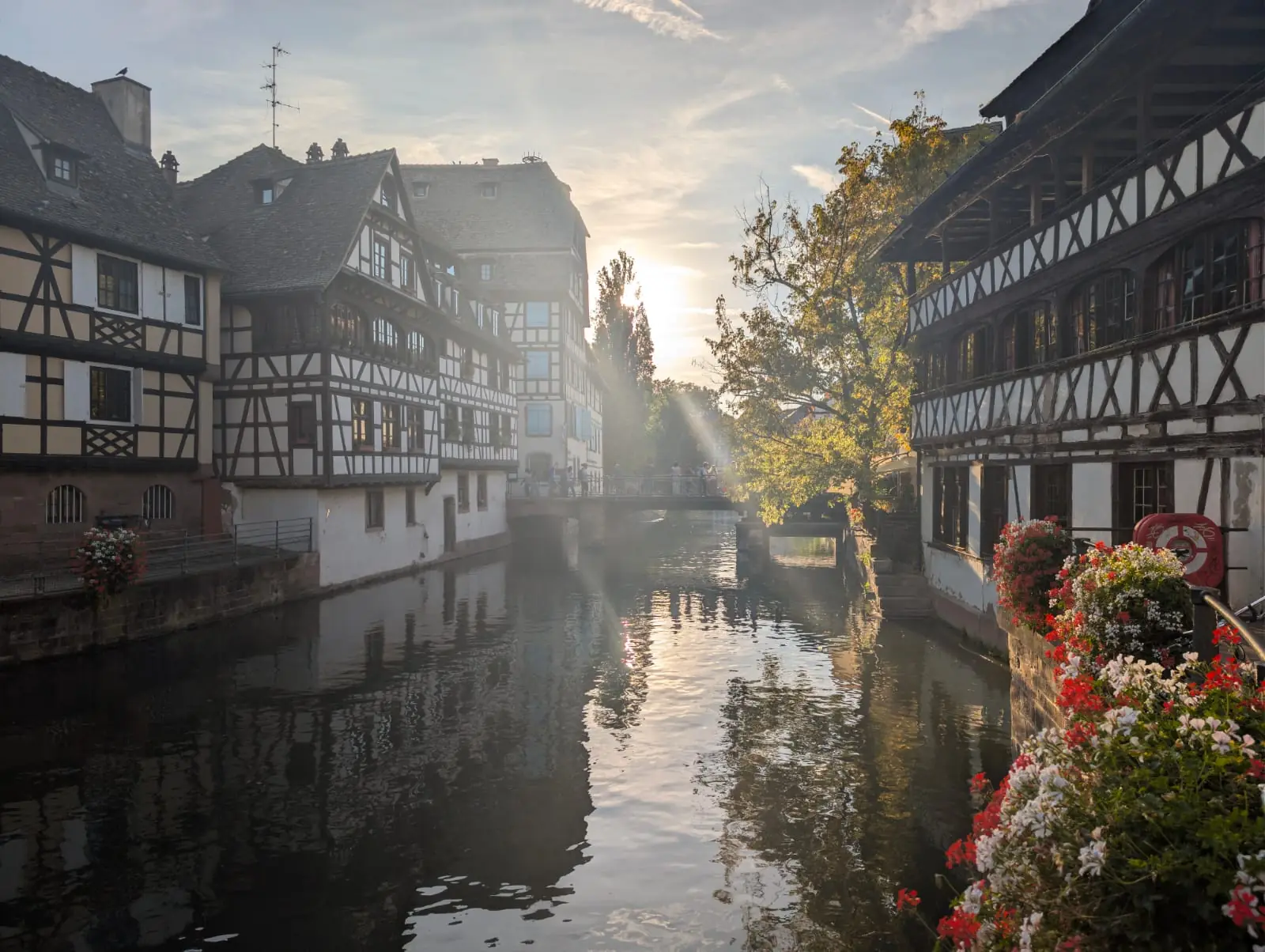 Low sun streaming between half-timbered houses over a still canal in Petite France, Strasbourg, with red geraniums in the foreground